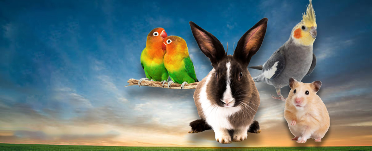 Banner Rações Passarinheiro